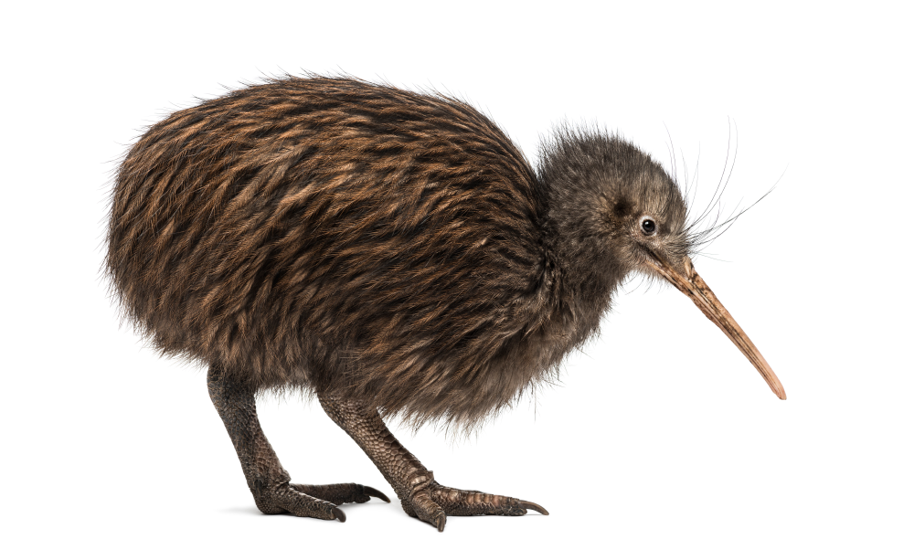 new-zealand-kiwi-pixi