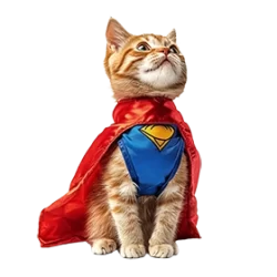 Custom digital marketing strategy