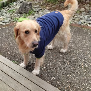 Charlie Pixi Digital